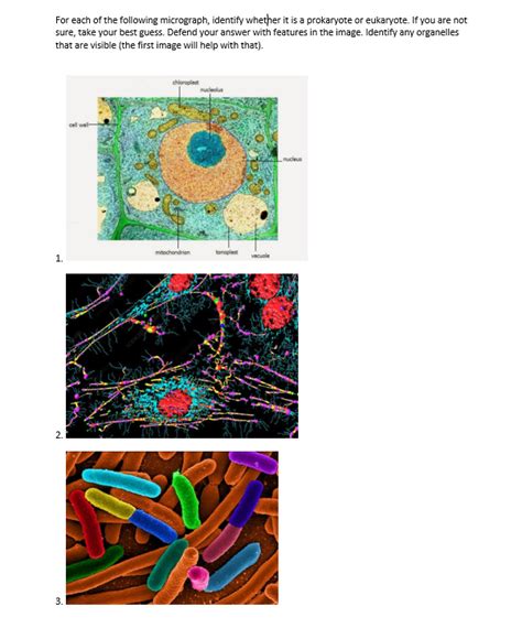 Solved For Each Of The Following Micrograph Identify Chegg