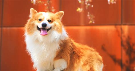 Emergency Guide: What to Do If Your Dog Is Having a Seizure - Hunter Games Magazine