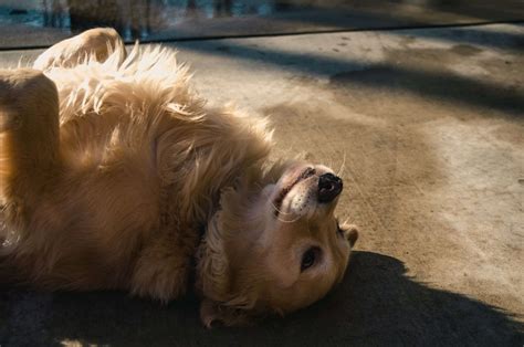 Why Do Dogs Roll In Dirt