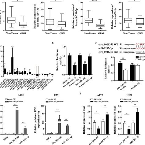 Circ 0021350 Acts As A Sponge For MiR 1207 3p A Differential