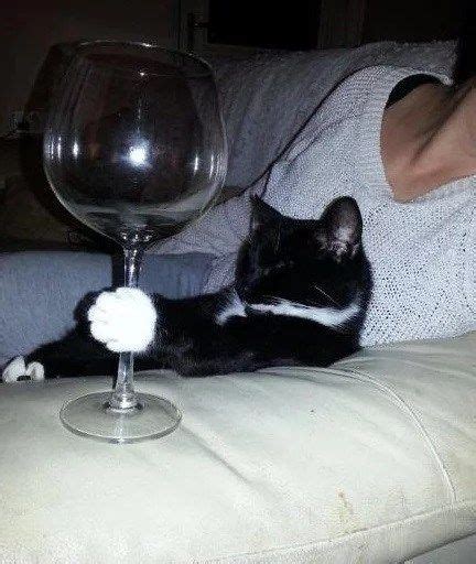 Top 10 Images Of Cats Drinking Wine Cat Drinking Cats Funny Cats