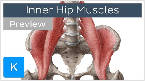 Hip Joint Anatomy Muscles