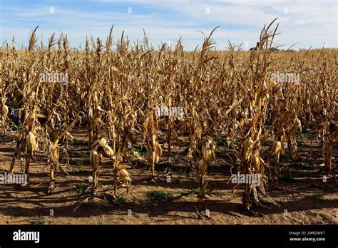 Corn Cob Growing On Plant Ready To Harvest Argentine Countryside