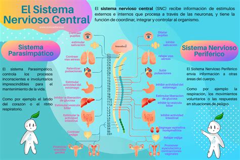 Infografía Del Sistema Nervioso Central Somosdisc
