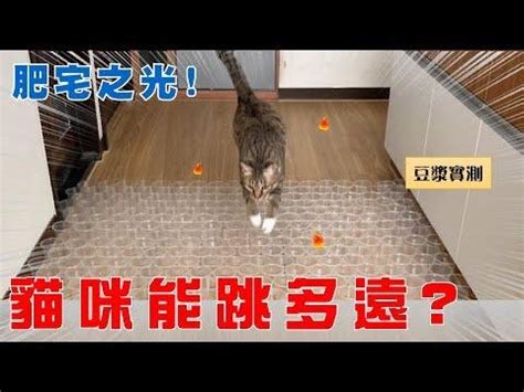 How Far Can A Cat Jump Soybeanmilk