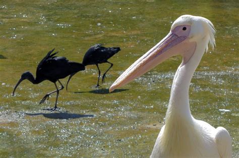 Sifter | Science | AAAS