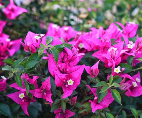 10 Large Outdoor Plants For Pots For An Eye-Popping Display | Gardening