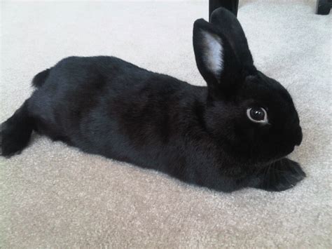 Black Rabbit Wallpapers Top Free Black Rabbit Backgrounds