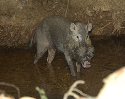 La peste porcine africaine fait des ravages dans les forêts de Bornéo