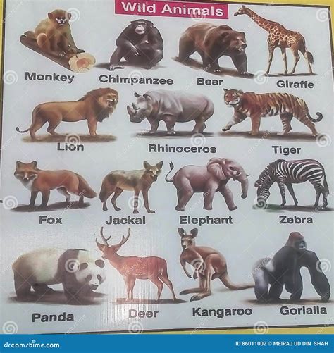 wild animal chart for kids 6
