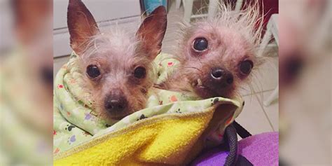Dogs Rescued From Puppy Mill Love Wearing Pajamas - The Dodo