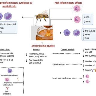 Schematic Diagram Of The Major Immunomodulatory Effects Of Honey