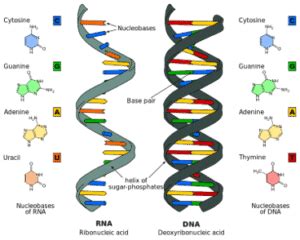 dna  rna    key differences  similarities