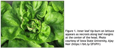 Inner Leaf Tip Burn” In Lettuce Urban Ag News