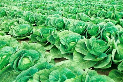 Para Que Serve Repolho - Repolho: Para que serve, valor nutricional, benefícios e uso | Cura Natural