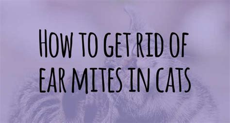 How To Get Rid Of Ear Mites In Cats