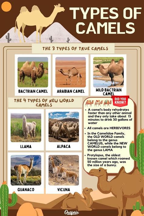 types  camels   desert   andes