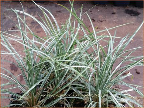 Ophiopogon Japonicus Variegatus Plantentuin Esveld