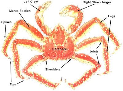 Tam Tam Radio: What about King Crabs?