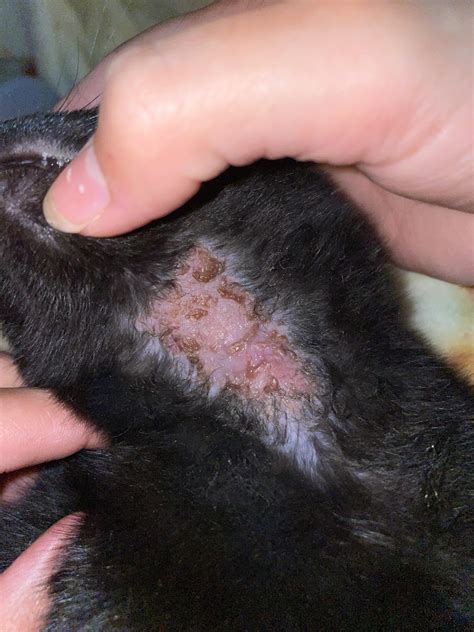 My cat developed a bald spot under chin and has been itching it nonstop