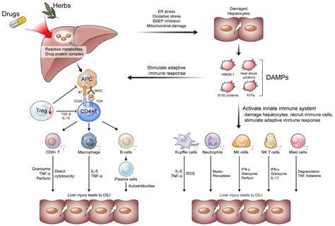 An Immunological Perspective on the Mechanism of Drug Induced Liver