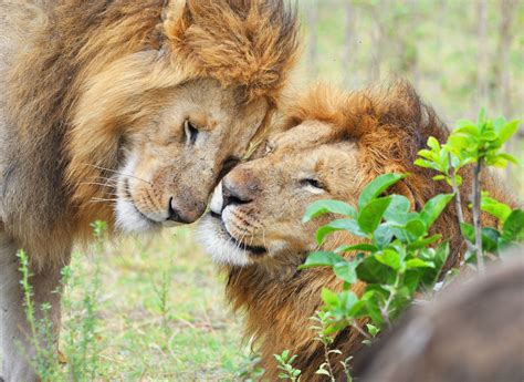 African Lion Facts: Habitat, Diet, Behavior