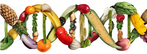Alimentos Transgénicos Y Ogm ¿por Qué Debemos Evitarlos El Futuro