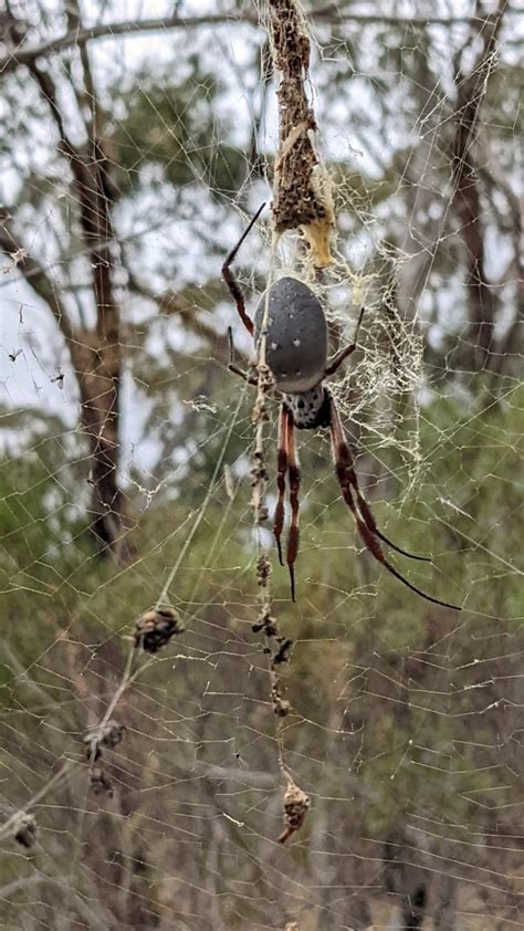 Australian Golden Orbweaver From Adelaide SA Australia On May 12 2022