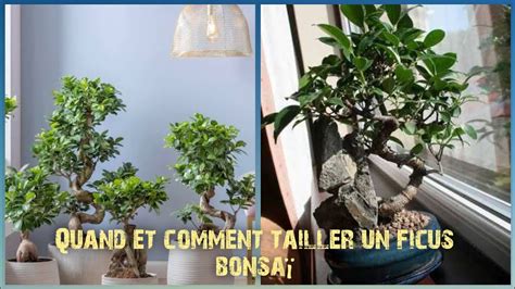 Quand Et Comment Tailler Un Ficus Youtube