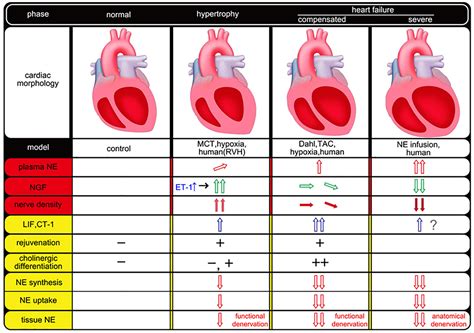 Sympathetic Heart