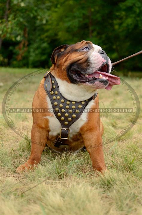 Get Now Designer Studded Leather Dog Harness for Your English Bulldog