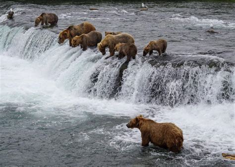katmai national park   visit activities wildlife flora