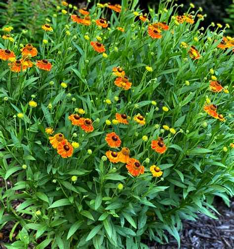Sneezeweed? A blooming workhorse of a plant! - Trees Today Nursery