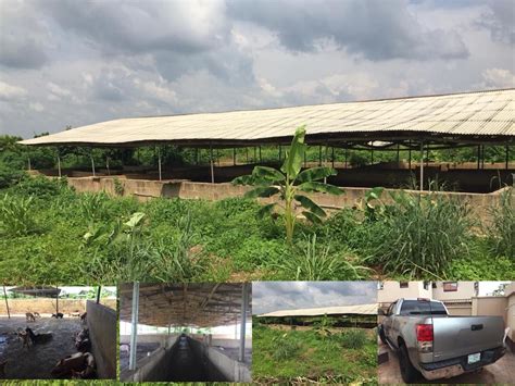 Piggery Business Plan Agriculture Nigeria