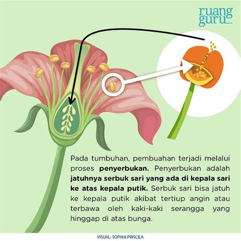 Detail Contoh Perkembangbiakan Generatif Pada Tumbuhan Koleksi Nomer