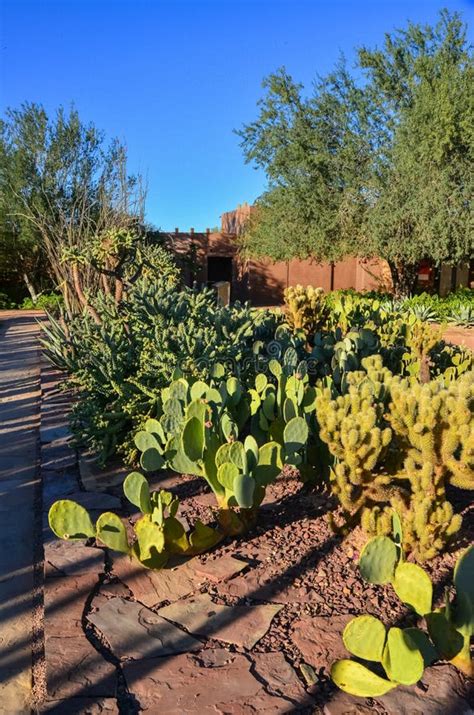 Different Types Of Prickly Pear Cacti In A Botanical Garden In Phoenix