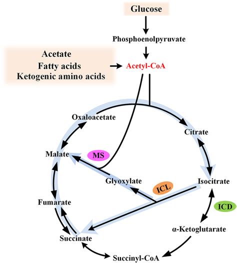 Diagram Of The Glyoxylate Cycle The Glyoxylate Cycle Is Shown By Thick