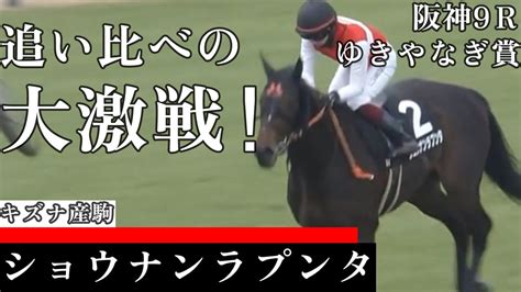 【今日競馬】狭いところから抜け出して優勝！鮫島克駿騎乗の《ショウナンラプンタ》阪神9r ゆきやなぎ賞 20240309 Youtube