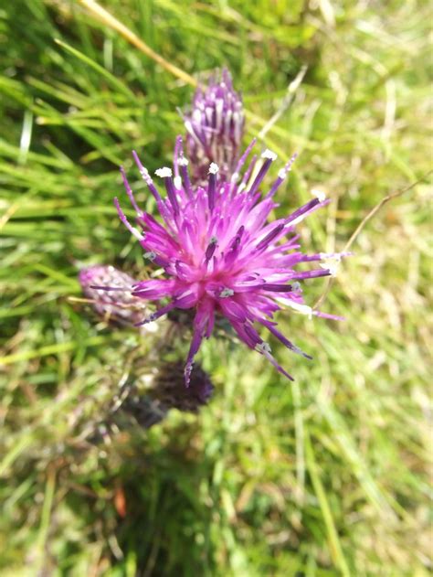 hay bluff  atdarahsean texture plants pattern
