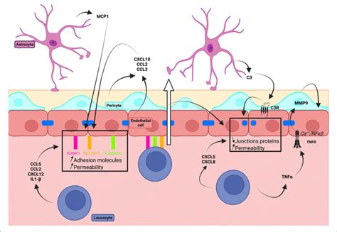 Schematic Illustration Of The Impact Of Inflammatory Processes On BBB