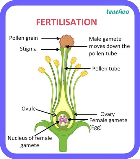 [Class 10 Biology] Explain the process of Fertilization in plants