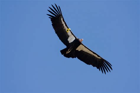 California Condors Soaring Soon Save The Redwoods League