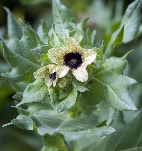 346 Poisonous Henbane Stock Photos - Free & Royalty-Free Stock Photos from Dreamstime