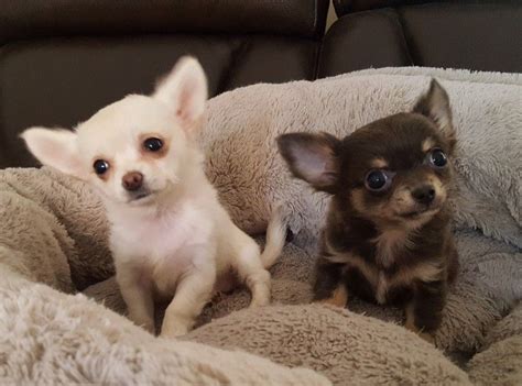 Long Haired Chihuahua For Sale In Texas Photo Bleumoonproductions