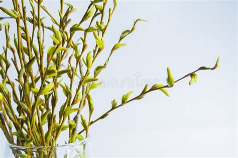 Green Pussy Willow Bouquet In Glass Vase Palm Sunday Stock Image Image Of Decorative Season