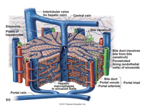 Pathology Of The Liver I And Ii Flashcards Quizlet