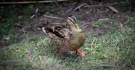 Duck Nature Free Photo On Pixabay Pixabay