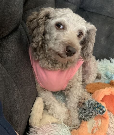 My mini poodle often stares at me like this. I think it’s out of love (I hope). : r/poodles