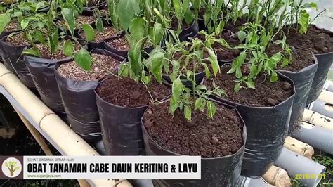 Pengganti Pupuk Kandang Untuk Tanaman Cabe