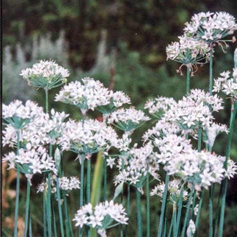 Garlic Chives – Pinetree Garden Seeds